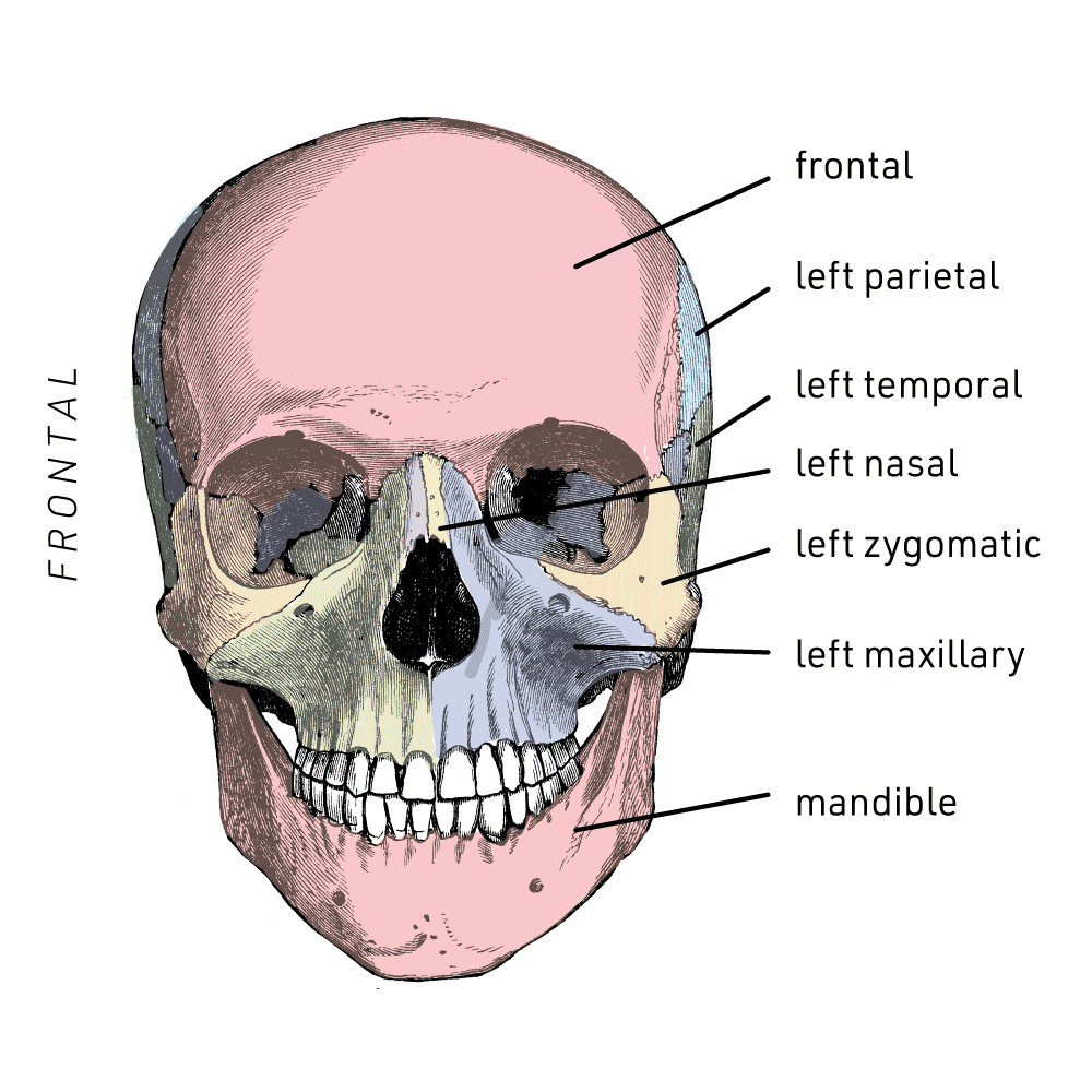 Cranium in anterior view with bones labeled