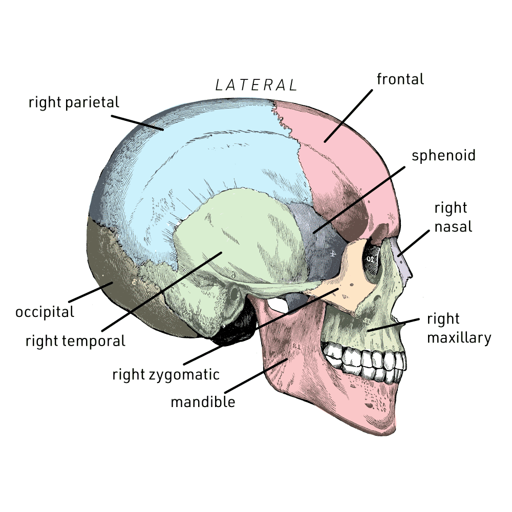 Cranium in lateral view with bones labeled