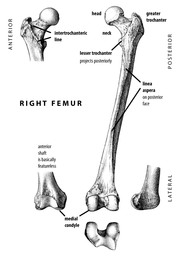 Human right femur with features labeled