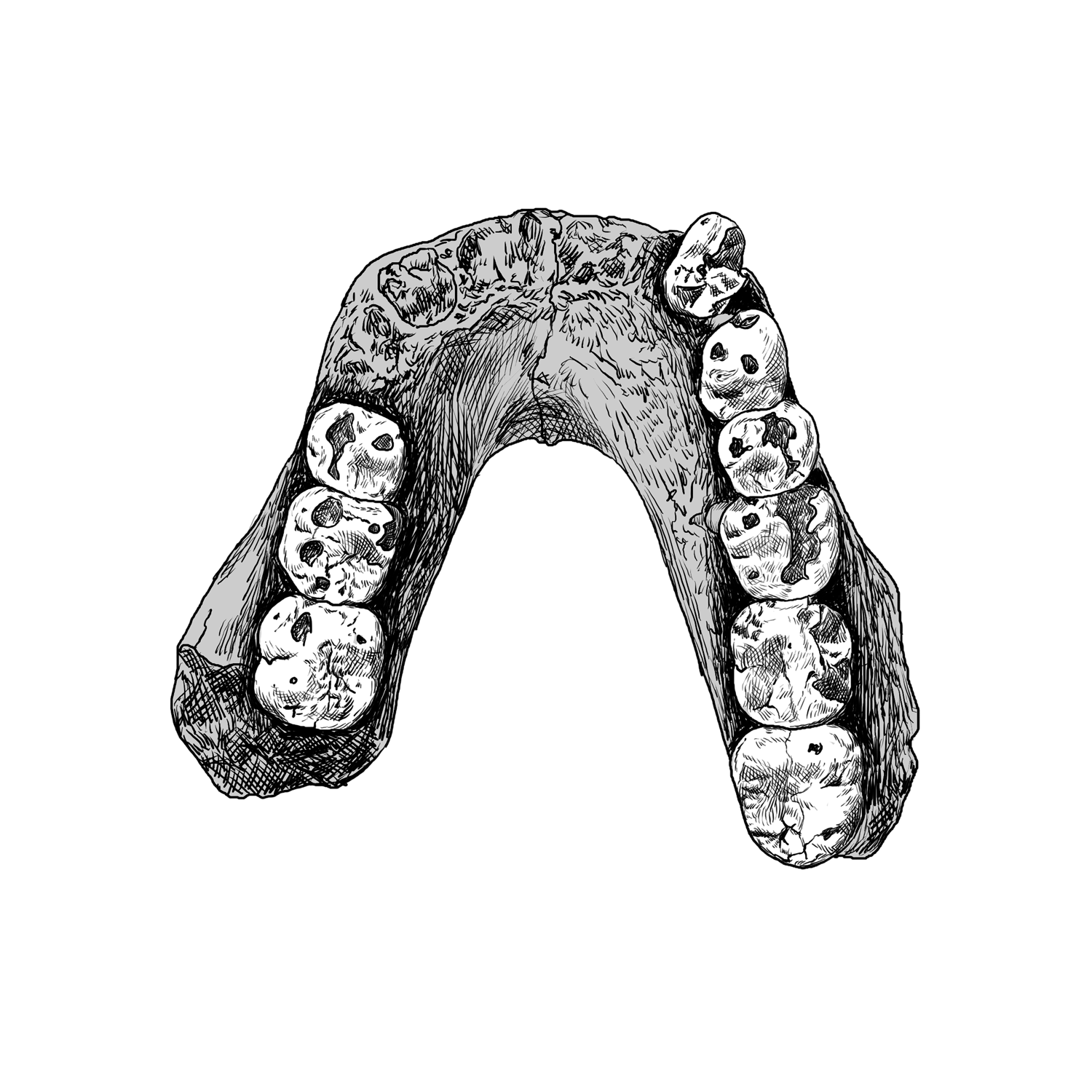 Drawing of Laetoli Hominid (LH) 4 mandible of Australopithecus afarensis