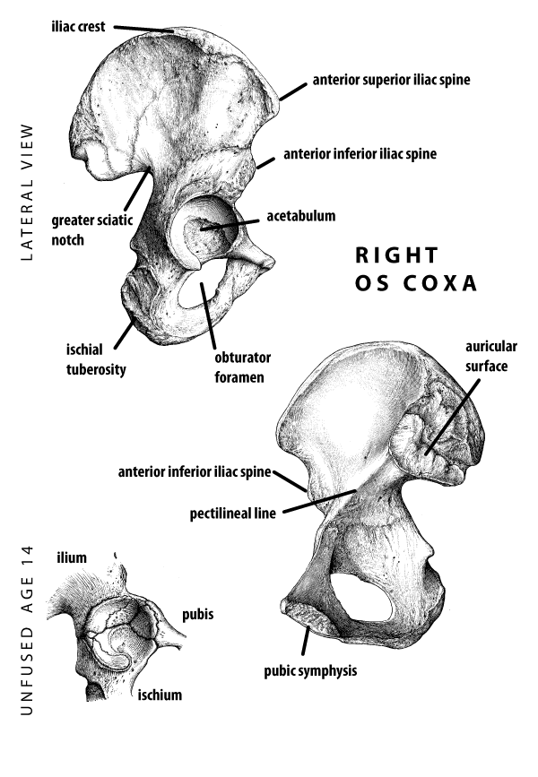 Human right os coxa with features labeled