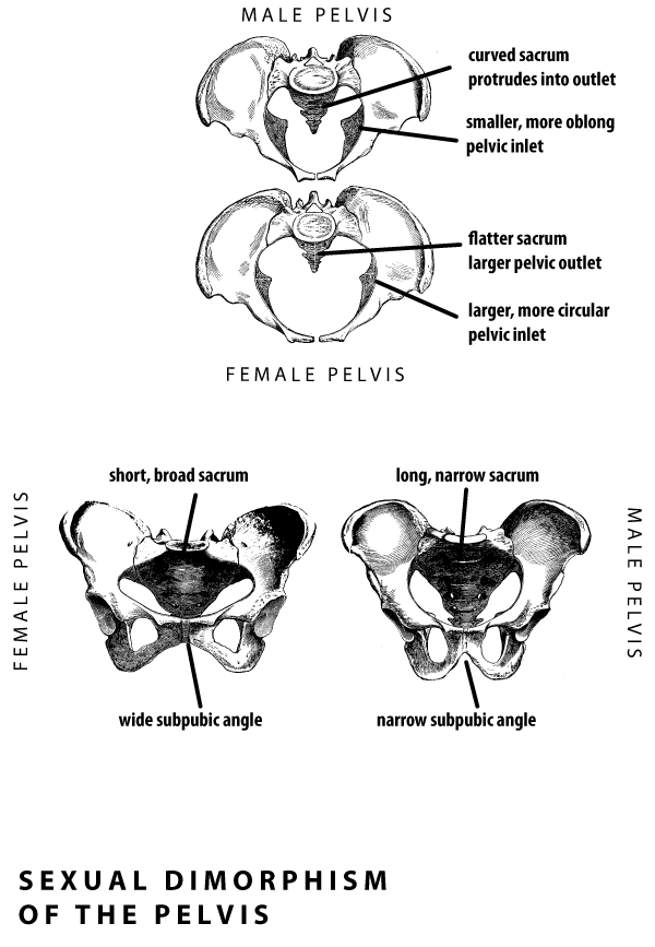 Human pelves indicating features that differ between female and male osteological sex